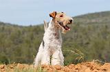 FOX TERRIER 274